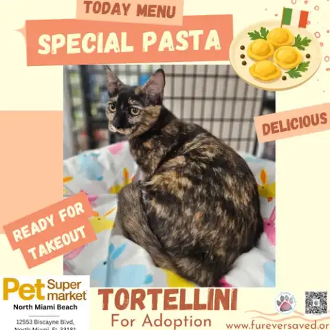 Tortellini photo 5