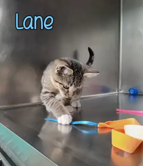 Lane photo 4