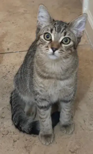 Poppy Purrsome