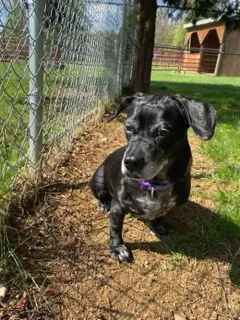 Daisy
