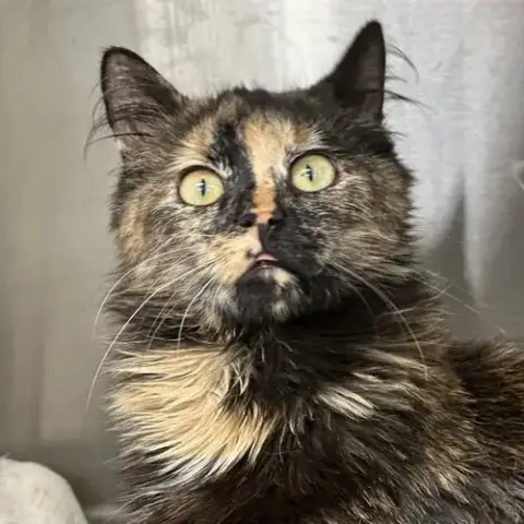 Peanut Butter