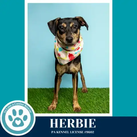 Herbie 041826 photo 4