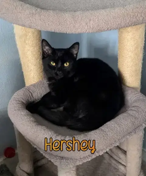 Hershey photo 4