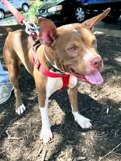 Holly *Adopt Or Foster* photo 2