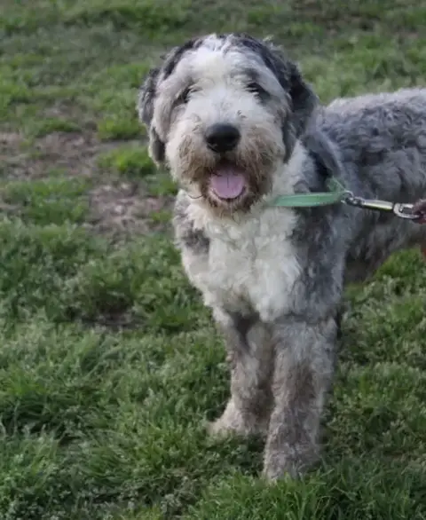 Aboo-Fully Vetted Aussie/Poodle Doodle $575 photo 3