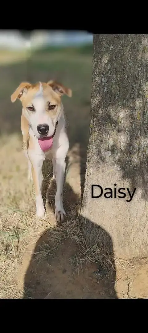 Daisy photo 3