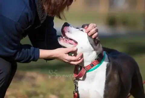 Petunia photo 5
