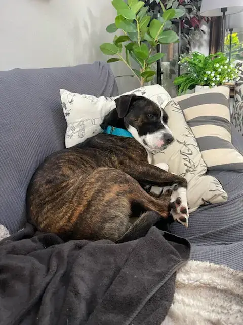 Zeus photo 5