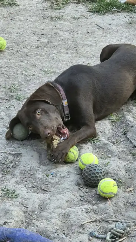 Max- Adventure Buddy Awaits photo 3