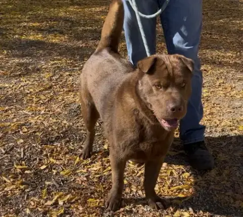 Hugo