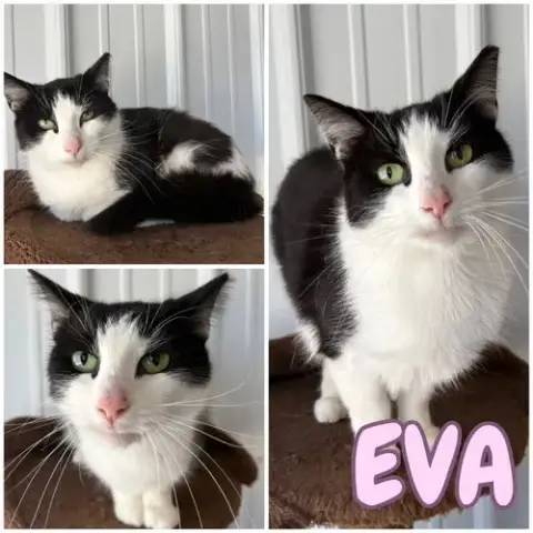 Eva -Long Term 2*21*25- Fee Waived photo 2