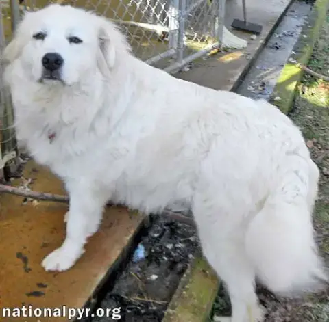 Fosters Needed photo 3