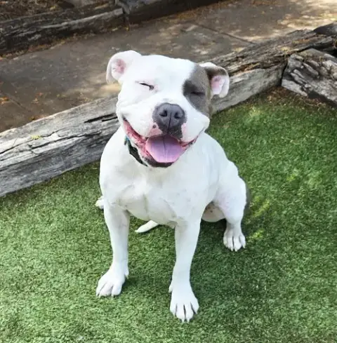 Wow Ms Wynona ~ Pocket American Bully photo 3