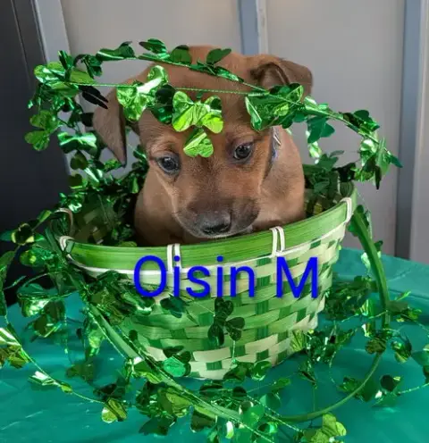 Oisin photo 3