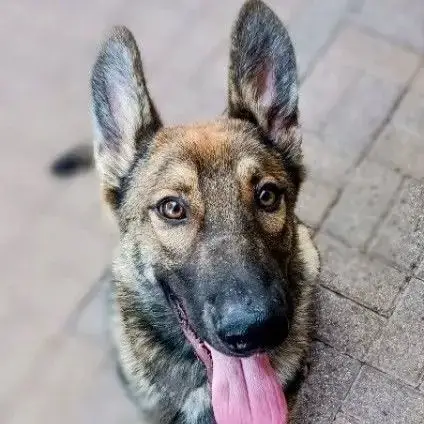 Max Puppy photo 3