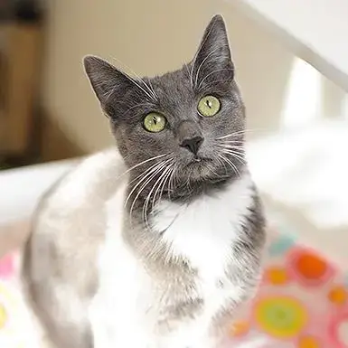 Ettie