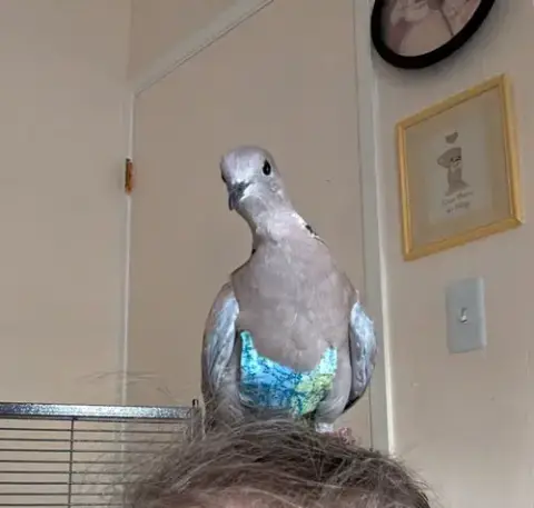 Pocket