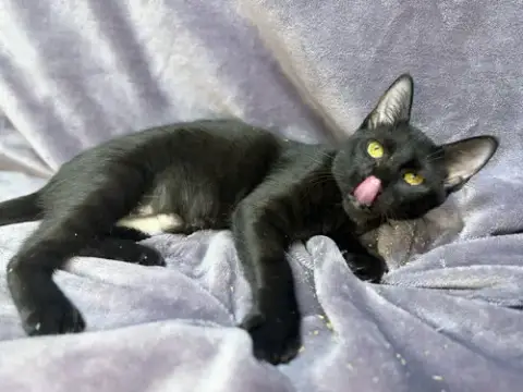 Onyx photo 2