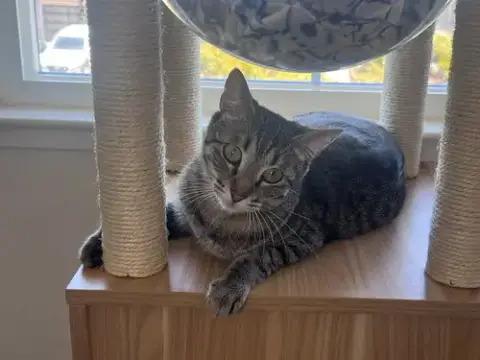 Stella