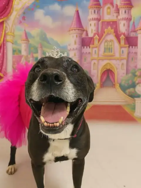 Gracie