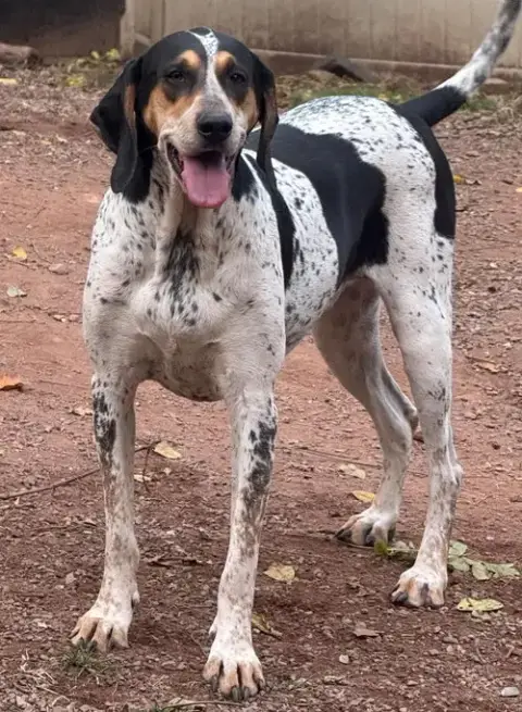 Halle Hound photo 2
