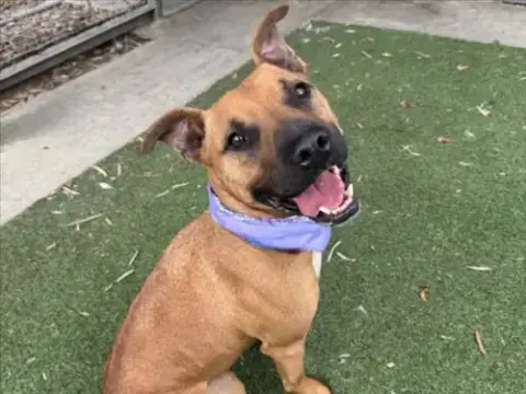 Kovu