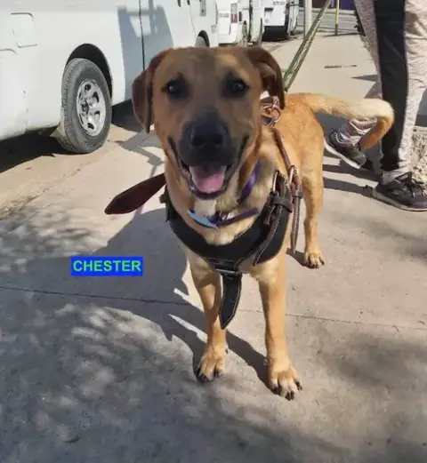 Chester photo 2