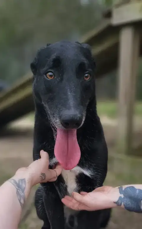 Ace