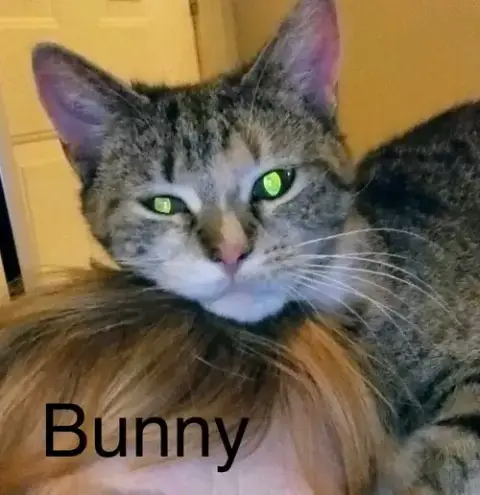 Bunny