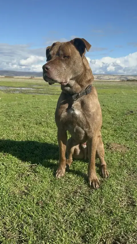 Drako photo 4