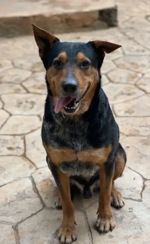 Tyson