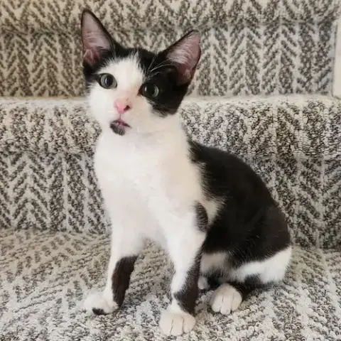 Stubby