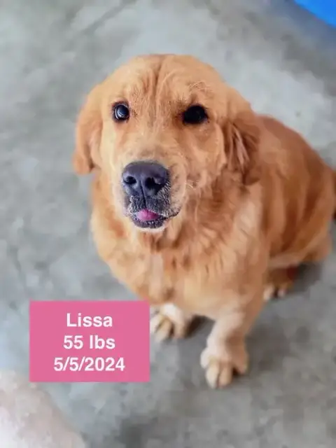 Lissa photo 3