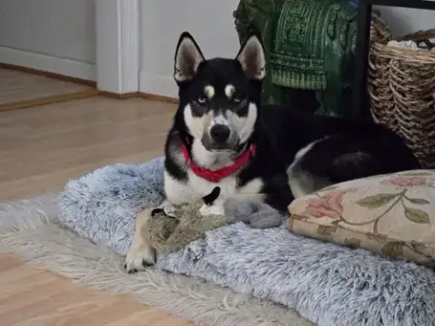 Koda photo 3