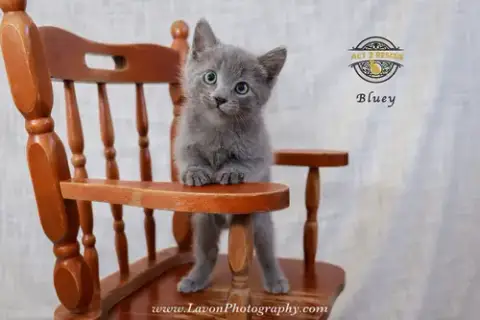 Bluey