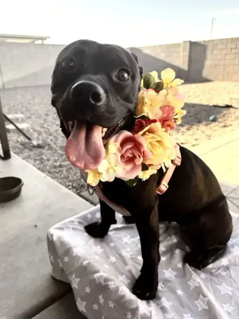 Chiquita #2