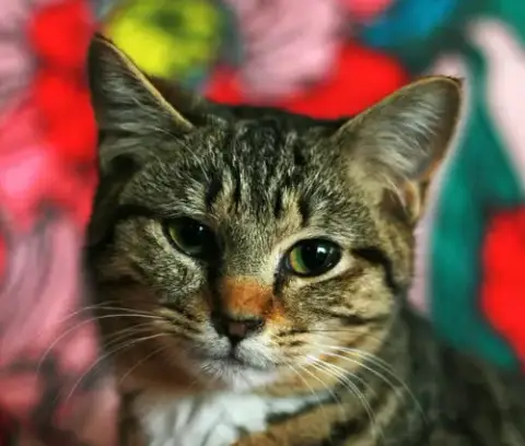 Stevella photo 3