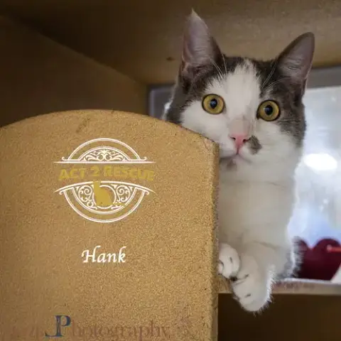 Hank 2 photo 2