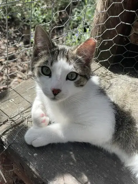 Steve