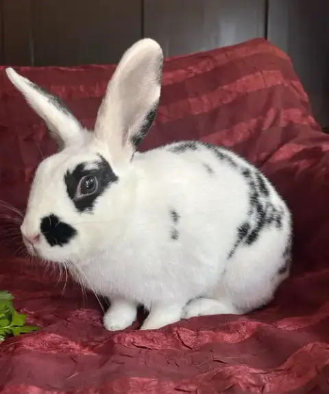 Chocolate Chip