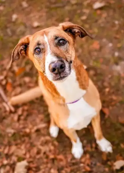 Piper photo 4