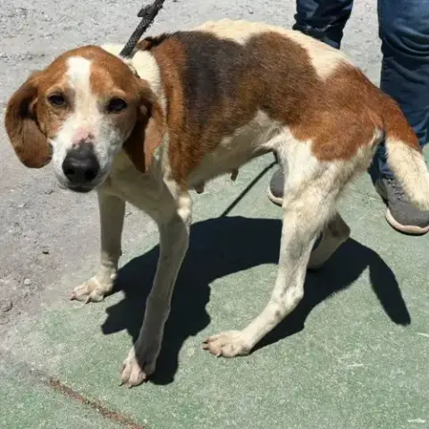 Liberty: Not At The Shelter