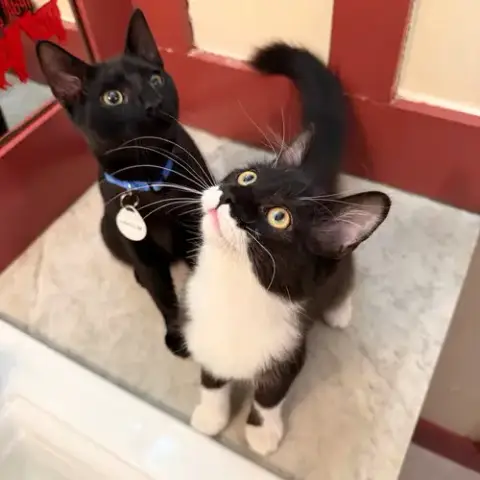 Paprika & Hakeem