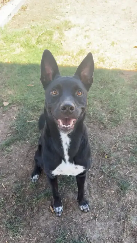 Milo photo 2