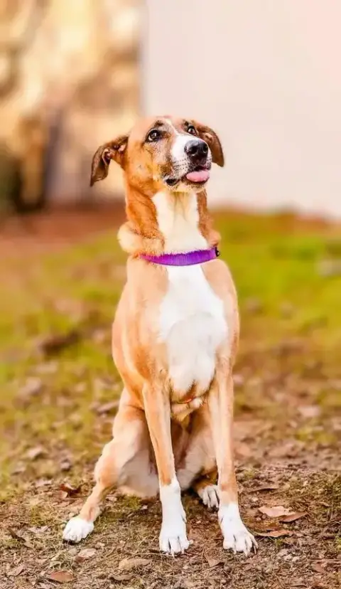 Piper photo 5