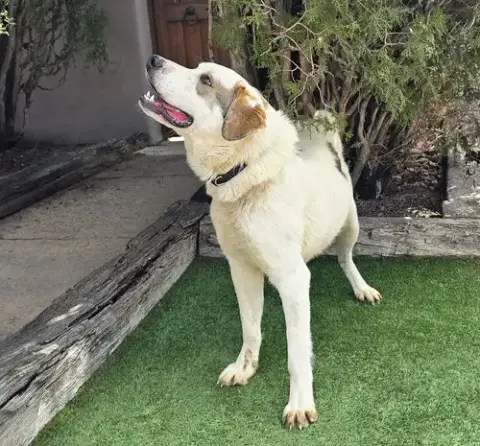 Glorious Mr Gnocchi ~ Saint Pyr Pup photo 2