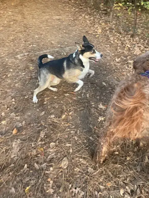 Buddy photo 2