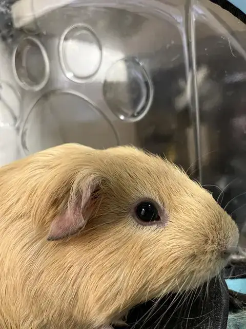Bingus