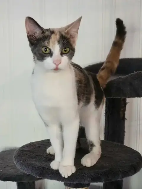 Penny