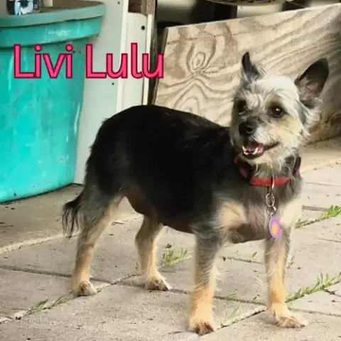 Livi Lulu photo 3